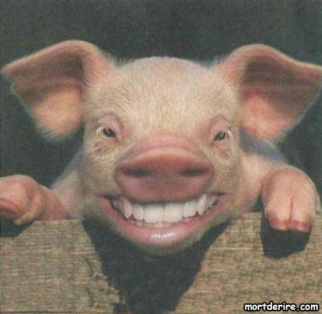 sourire-de-cochon1.jpg